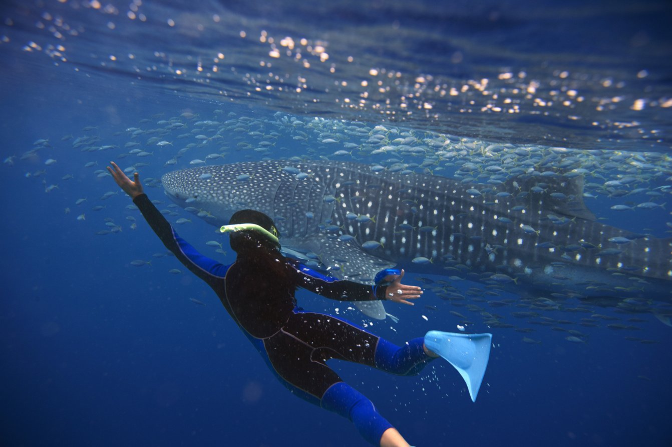 Whale Sharks