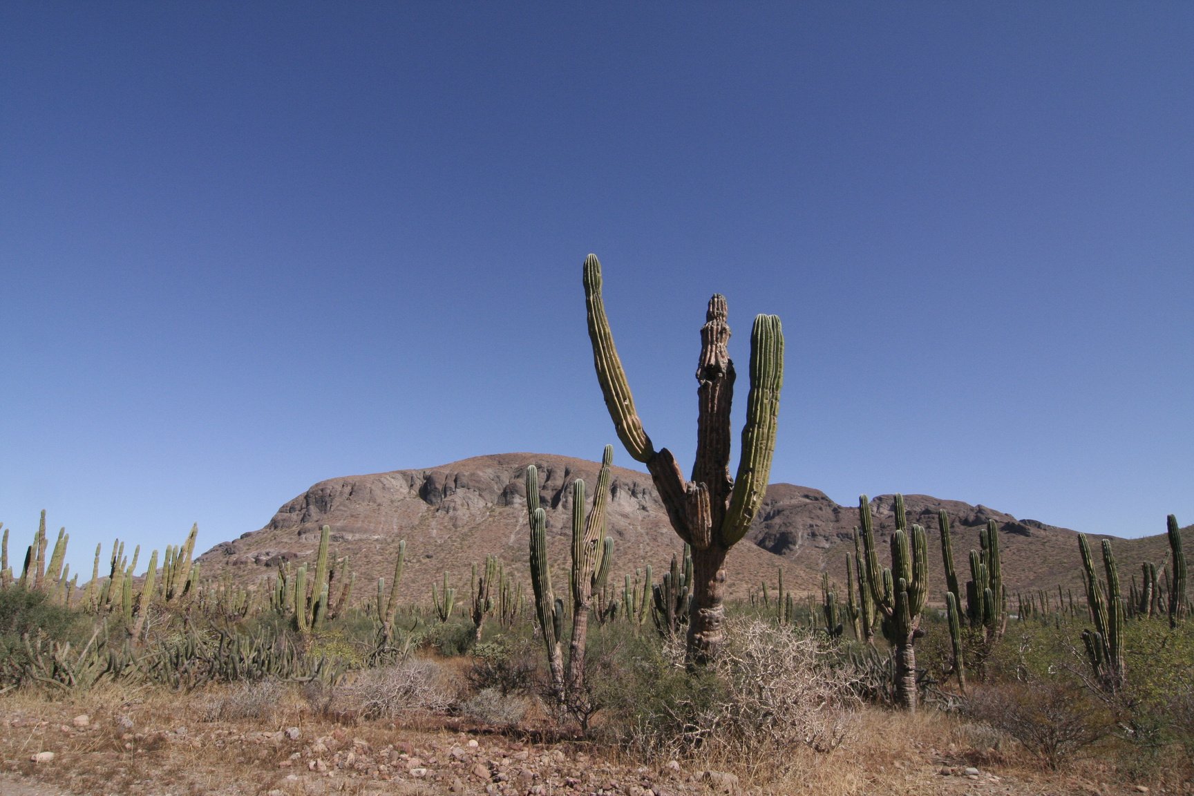 Cactus Baja California